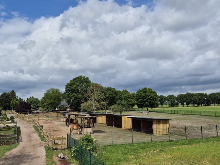 Paardenpension, pensionstall, therapiepaardenstal, fokkerijbedrijf