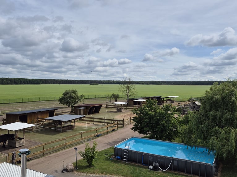 Paardenpension, pensionstall, therapiepaardenstal, fokkerijbedrijf