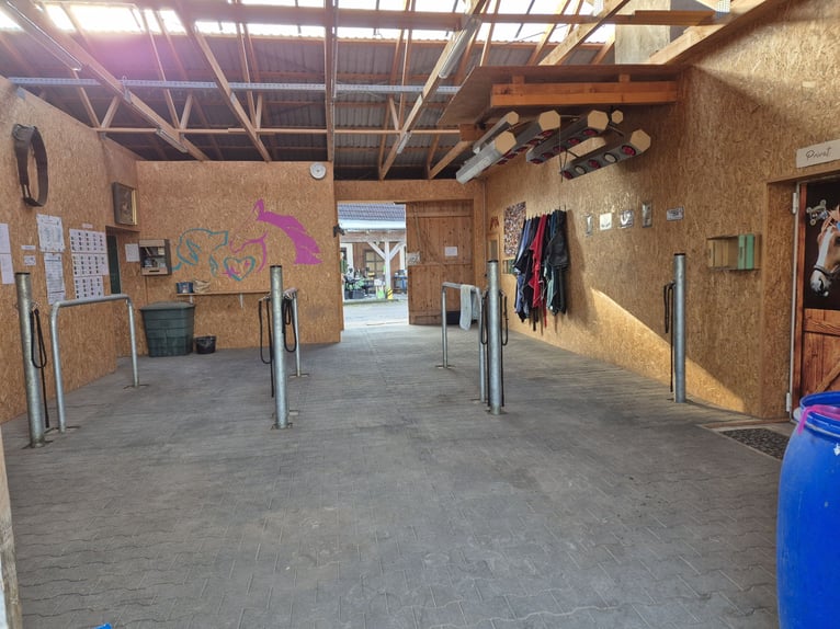 Paardenpension, pensionstall, therapiepaardenstal, fokkerijbedrijf