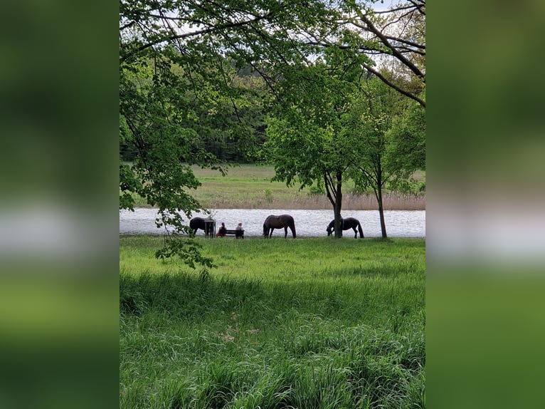 Paardenpension, pensionstall, therapiepaardenstal, fokkerijbedrijf