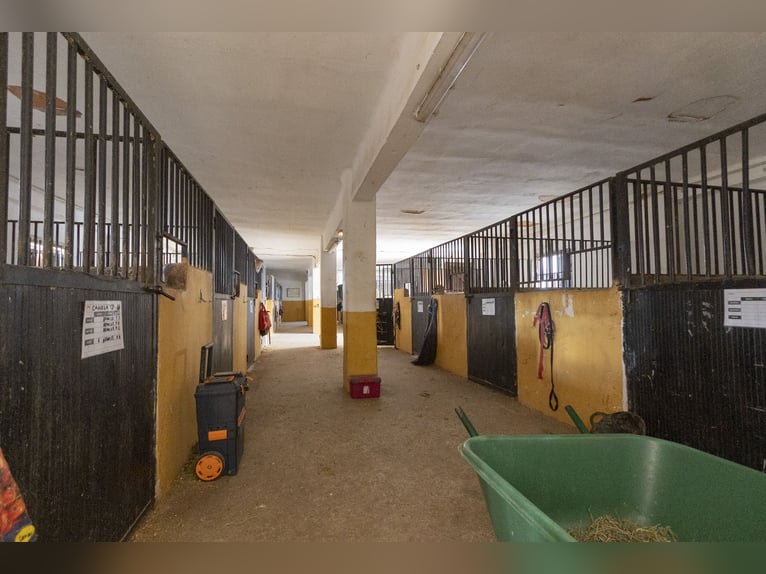 Paardensport en chalet te koop in de buurt van Valencia