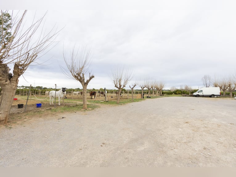 Paardensport en chalet te koop in de buurt van Valencia