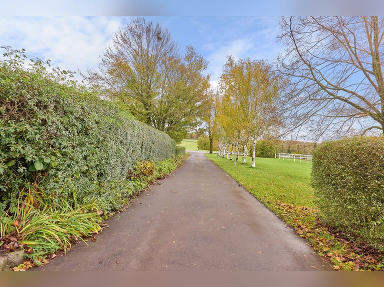 Paardensportcentrum in een afgelegen locatie in de Main-Kinzig-Kreis te koop – met een groot landhui