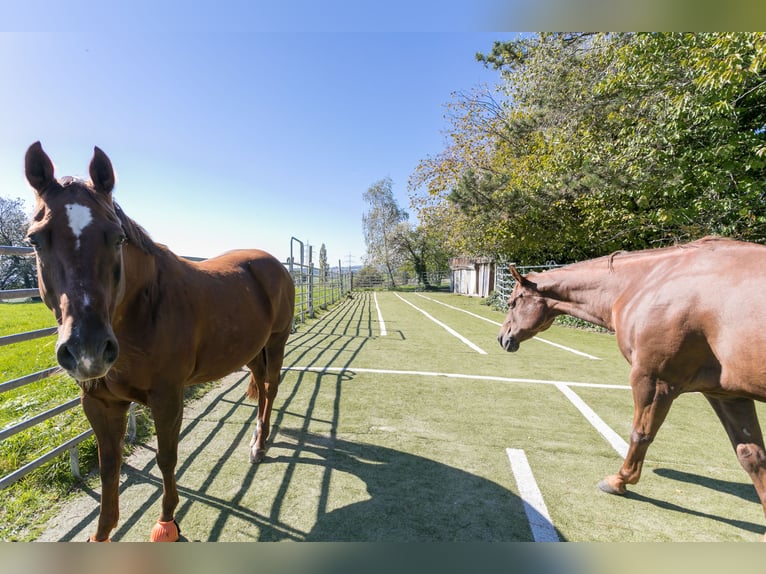 Paardensportcentrum op het zuiden gelegen