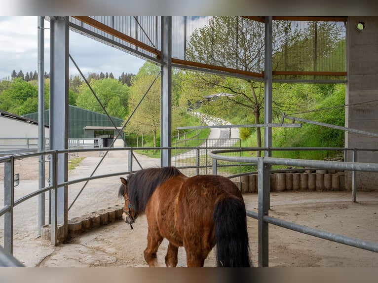 Paardensportcentrum te koop in Saarland, nabij St. Wendel, gelegen op een schilderachtige, afgelegen
