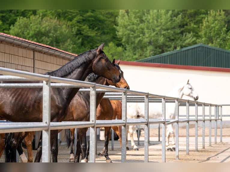 Paardensportcentrum te koop in Saarland, nabij St. Wendel, gelegen op een schilderachtige, afgelegen