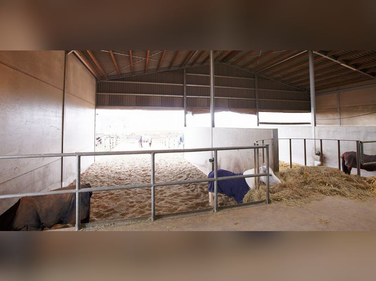 Paardenstalling nabij Koblenz te koop – gelegen in het bijzondere bouwgebied “Wonen met Paarden”