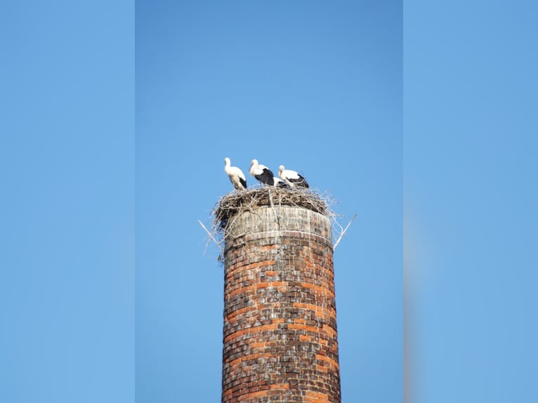 Paardrijcentrum bij Dresden - deelgebied
