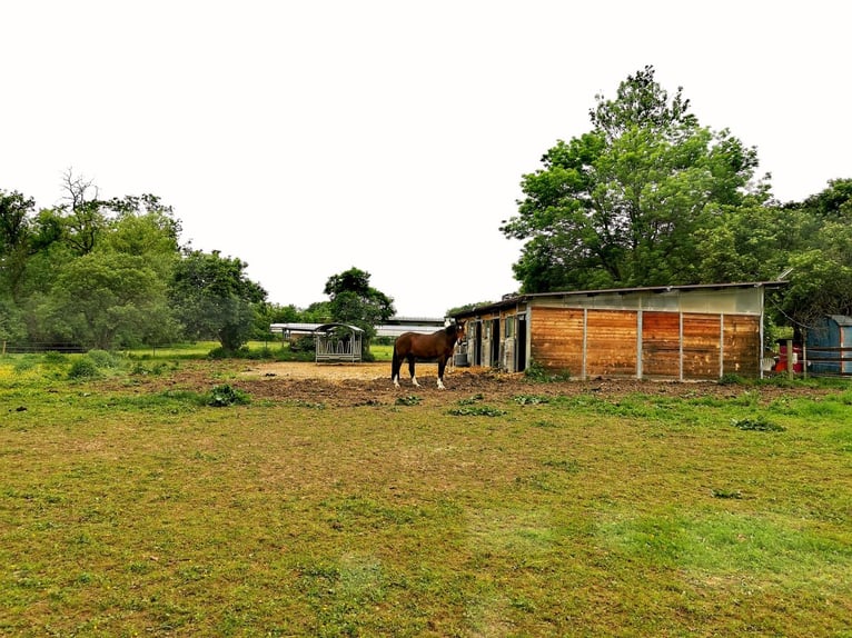 Pferdeboxen, Sattelkammer, Paddock und Weide  