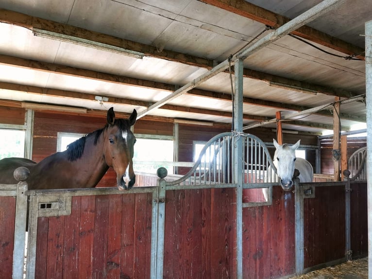 Pferdeboxen, Sattelkammer, Paddock und Weide  