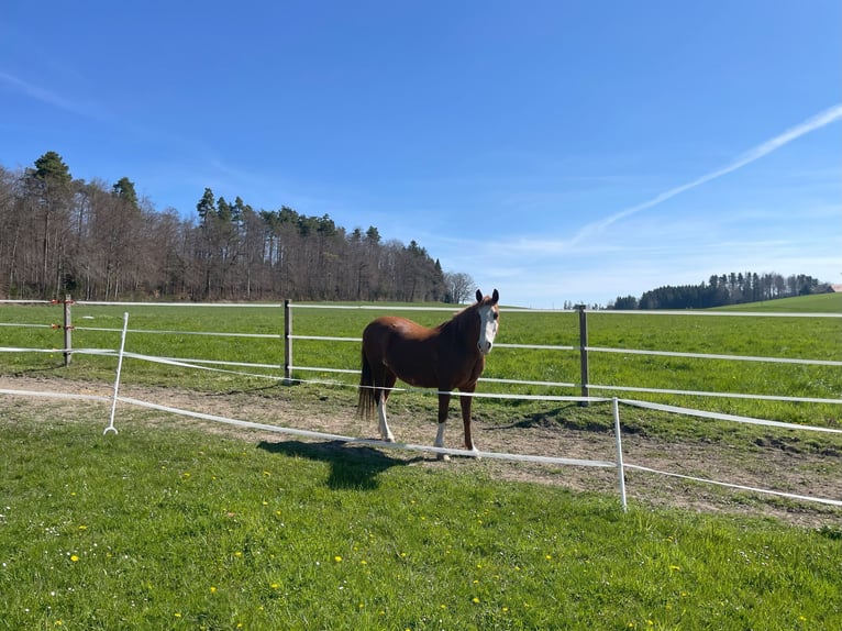 Pferderanch in Alterswil, Kanton Freiburg, Schweiz