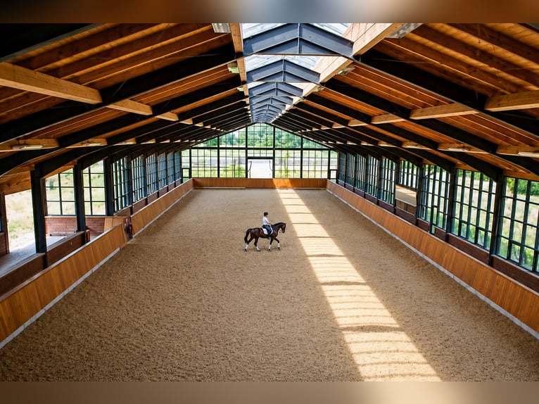 Prachtig paardenproject vlakbij Oliva (MET), naast een natuurpark