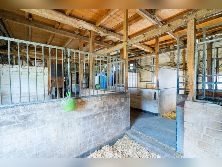 Prachtige paardenboerderij met ongeveer 7,5 hectare grond, binnenbak, longeerbaan, buitenrijbaan, st