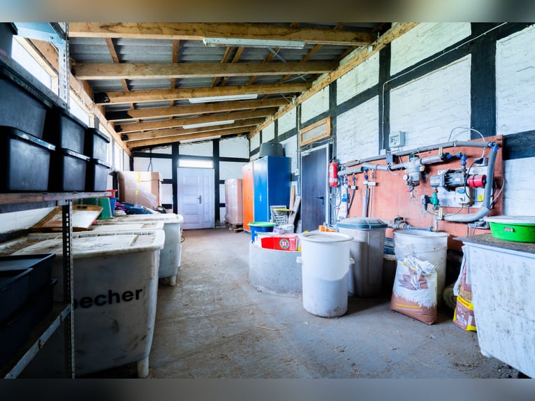 Prachtige paardenboerderij met ongeveer 7,5 hectare grond, binnenbak, longeerbaan, buitenrijbaan, st