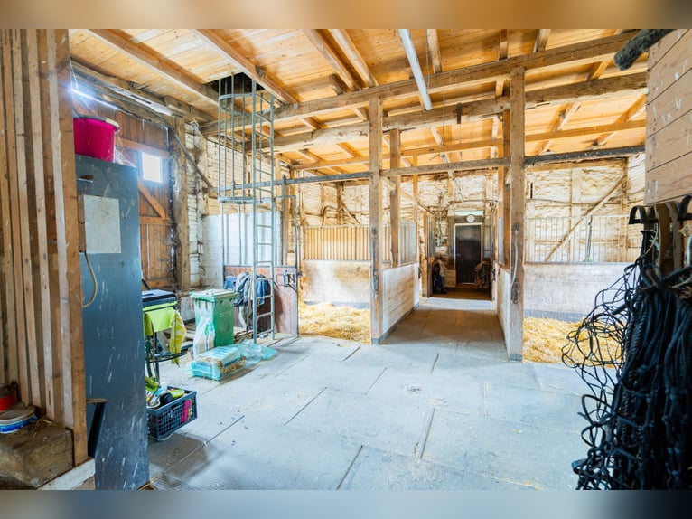 Prachtige paardenboerderij met ongeveer 7,5 hectare grond, binnenbak, longeerbaan, buitenrijbaan, st