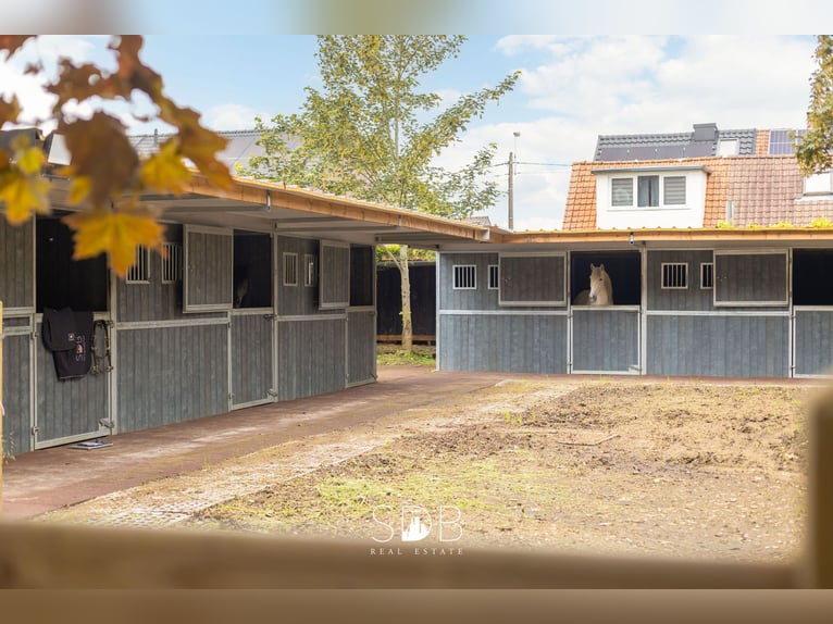 Prachtige villa met zwembad, paardenstallen, paddock en grasland op 1,3HA - 1790 Affligem