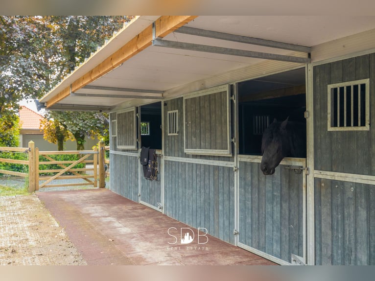 Prachtige villa met zwembad, paardenstallen, paddock en grasland op 1,3HA - 1790 Affligem