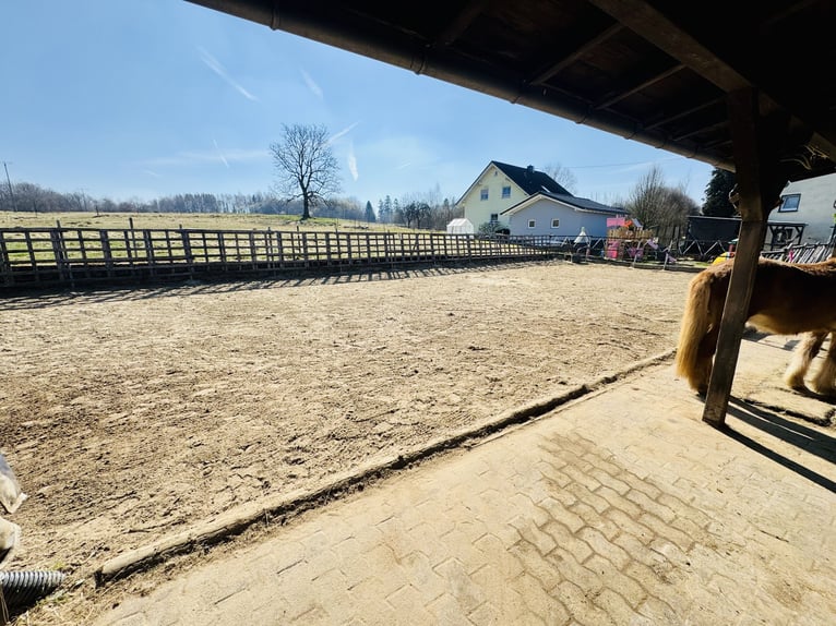 PREISREDUZIERUNG: Traumhaftes Anwesen im Westerwald - Wohnen, Leben und Pferdehaltung vereint