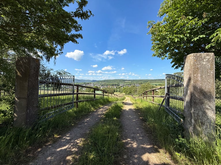 Privé ruiterfaciliteit met panoramisch uitzicht, vlakbij Bonn en Koblenz!