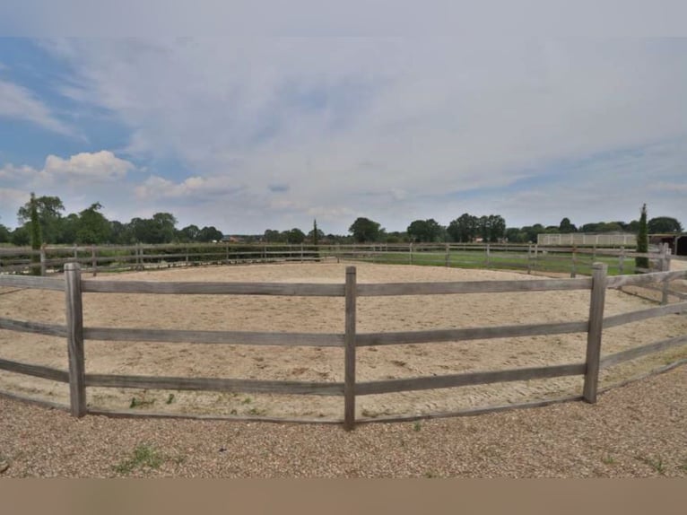 Professioneel paardensportcentrum in Noordrijn-Westfalen