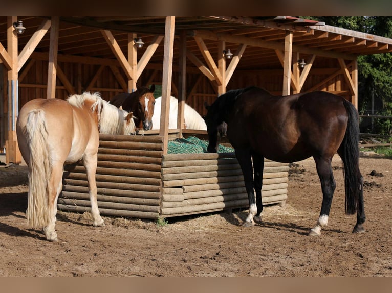 Reduziert: Pferdeimmobilie im Ranch-Style mit viel Nutzungsmöglichkeiten - auch Pacht möglich!