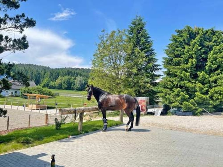 Ref2522HC Österreich, Kärnten, Völkermarkt - Wohnen, wo andere Urlaub machen- mit Ihren Pferde!
