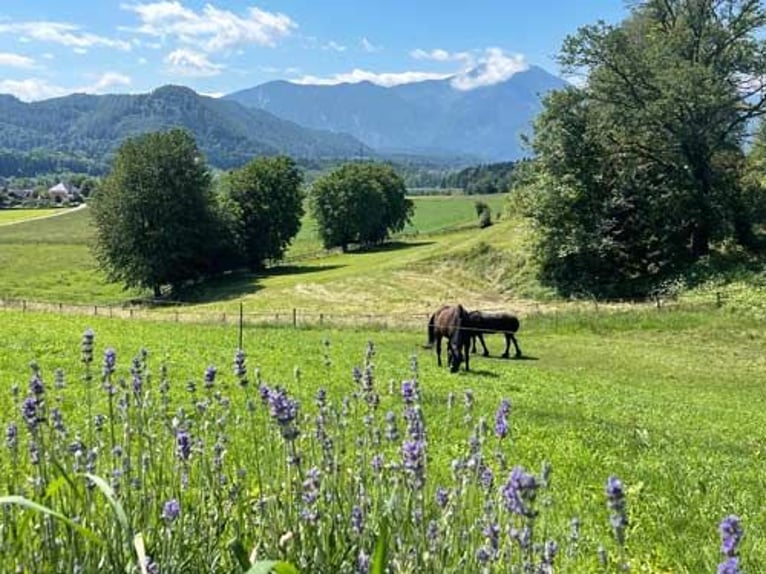 Ref2522HC Österreich, Kärnten, Völkermarkt - Wohnen, wo andere Urlaub machen- mit Ihren Pferde!