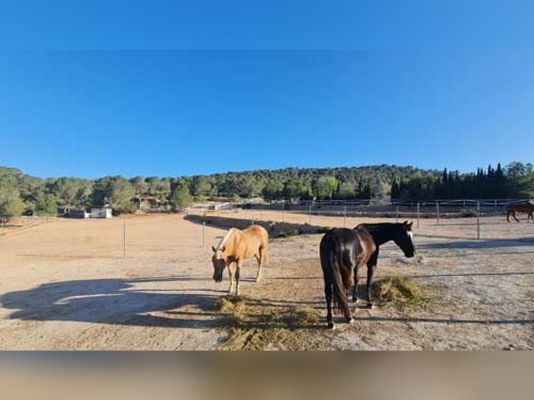 Ref2523SS SPANIEN, Alicante, Monóvar - gut eingeführte Pferde-Gäste-Ranch zu verkaufen!