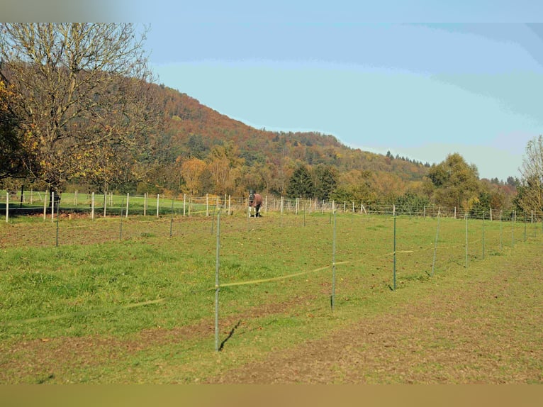 Reiterhof mit großzügigem Wohnhaus im Weserbergland