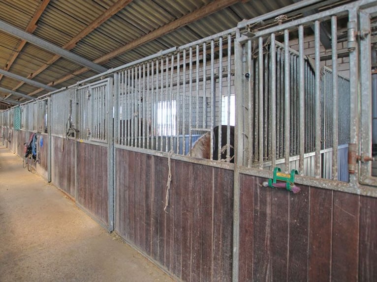 Reitsportanlage mit hochwertigem und modernem Einfamilienhaus und fünf Hektar Land