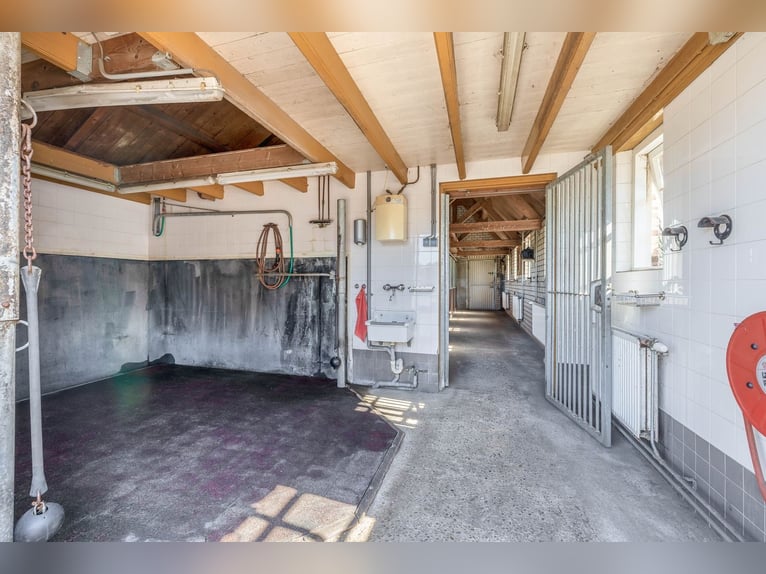 Royale Woonboerderij op Toplocatie met Paardenfaciliteiten