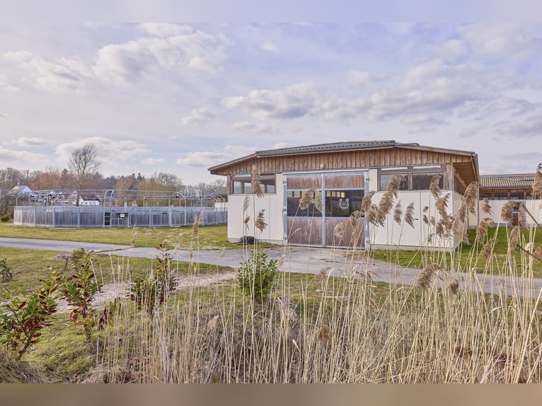 Ruiterfaciliteit in Mecklenburg-Vorpommern – direct aan de Mecklenburgse Merenplatte in een toeristi