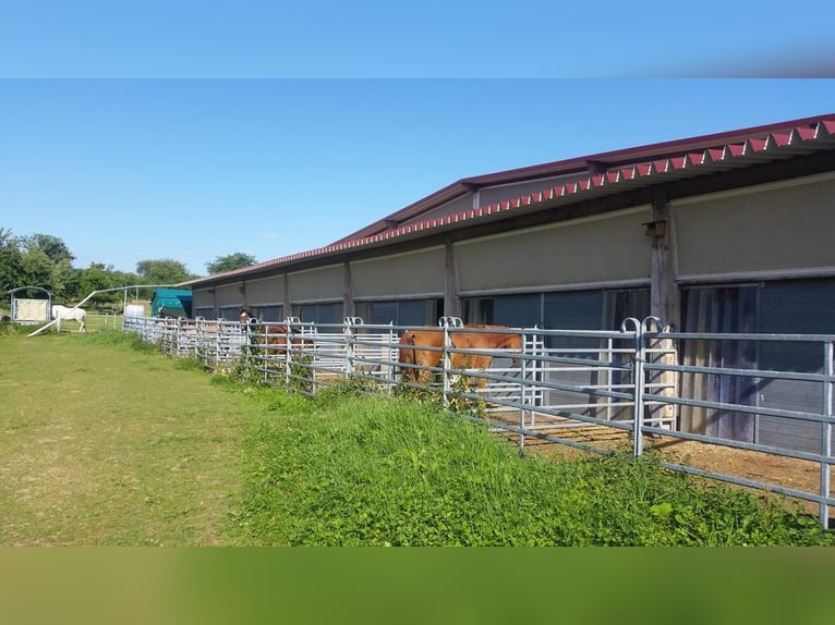 Ruiterfaciliteit in Osterburken – veelzijdige gebruiksmogelijkheden op een ruim perceel