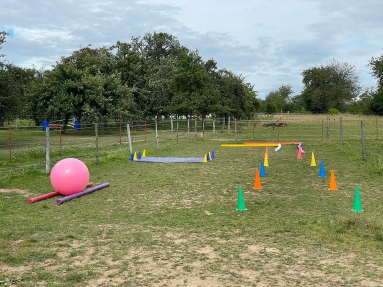 Ruiterfaciliteit in Osterburken – veelzijdige gebruiksmogelijkheden op een ruim perceel