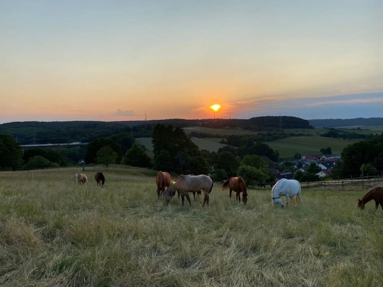 Ruiterfaciliteit in Rijnland-Palts – in de Donnersbergkreis met een actiefstall en een splinternieuw