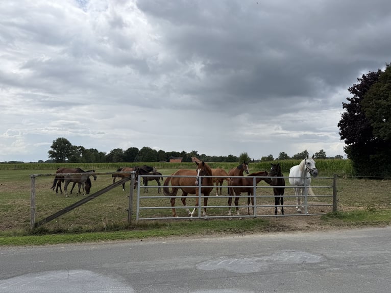 Ruiterfaciliteit met overdekte rijhal voor ambitieuze ruiters en een leven met paarden. Tot 60 paard