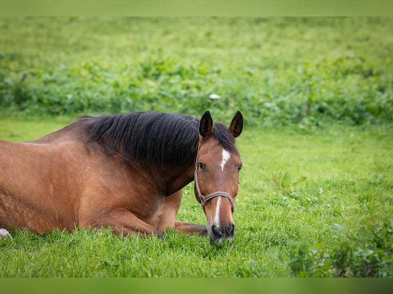 Ruiterfaciliteit nabij Wolfsburg met woonhuis, binnenbak en ruimte voor bijna 20 paarden – discrete 