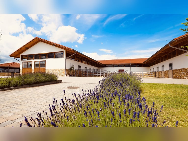 Ruiteridylle ontmoet design – stijlvol wonen, luxe genieten V13132