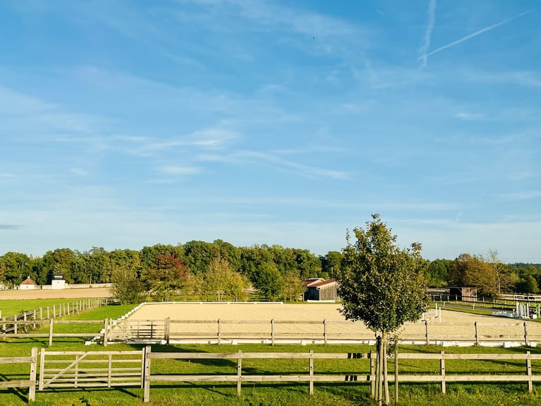 Ruiteridylle ontmoet design – stijlvol wonen, luxe genieten V13132