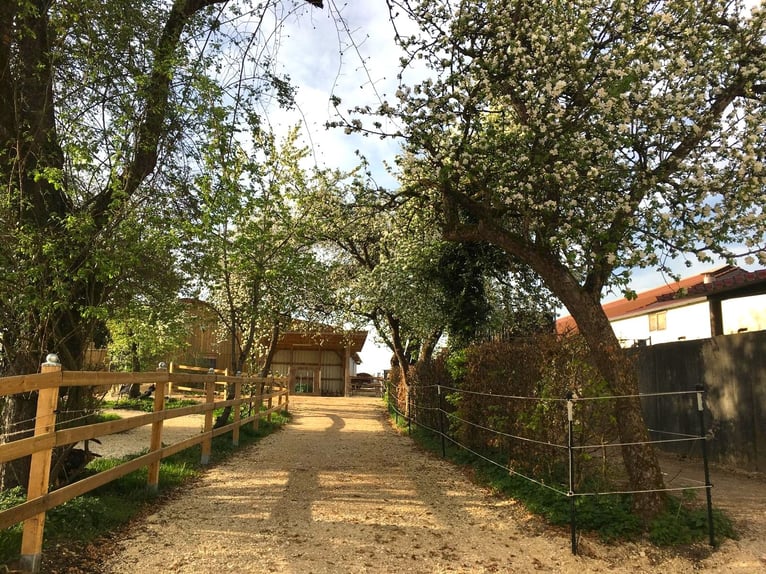 Schatkamer in het natuurpark Altmühltal – Hoogwaardig gerenhuisd boerderij met kleine, moderne paard