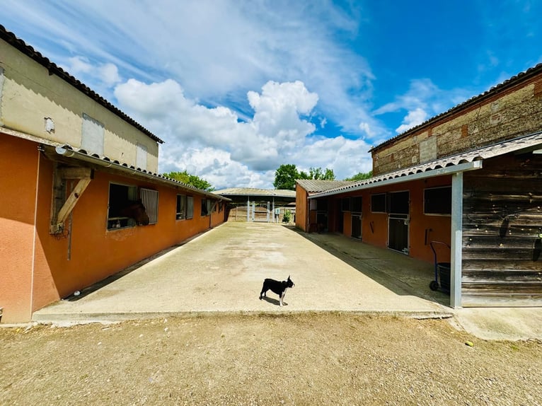 Sportstal

(Note: "Ecurie de sport" translates to "sport stable" or "sport riding school" in French.