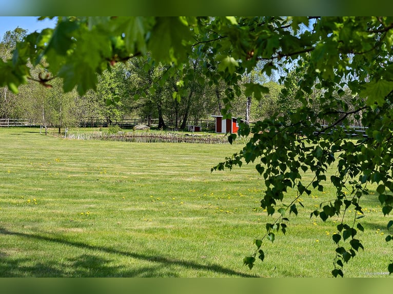 Springfield Farm – Een exclusief landgoed met internationaal potentieel, 8 hectare