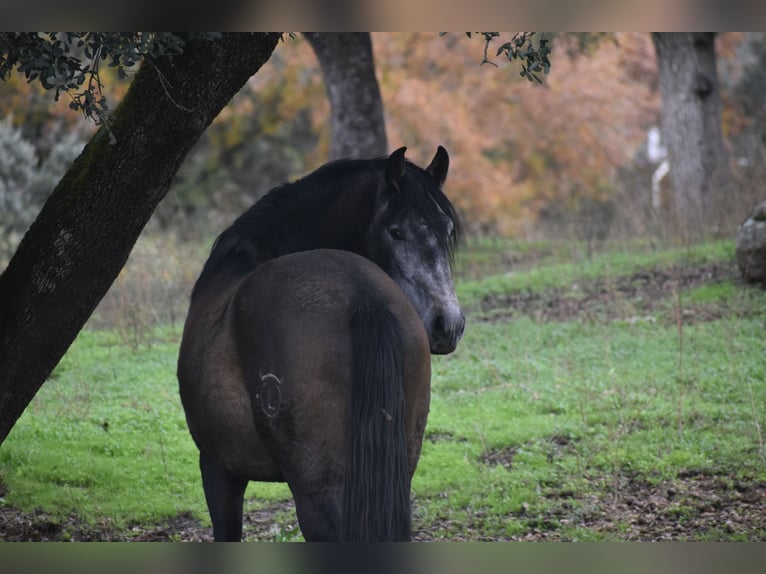 Stal in (semi-)vrijheid, wij garanderen gelukkige paarden.