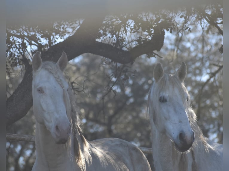 Stal in (semi-)vrijheid, wij garanderen gelukkige paarden.