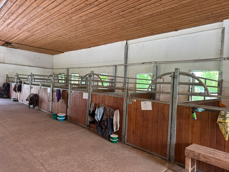 Stalltrakt oder Paddockboxen mit Freilauf für Selbstversorger auf Reitanlage 