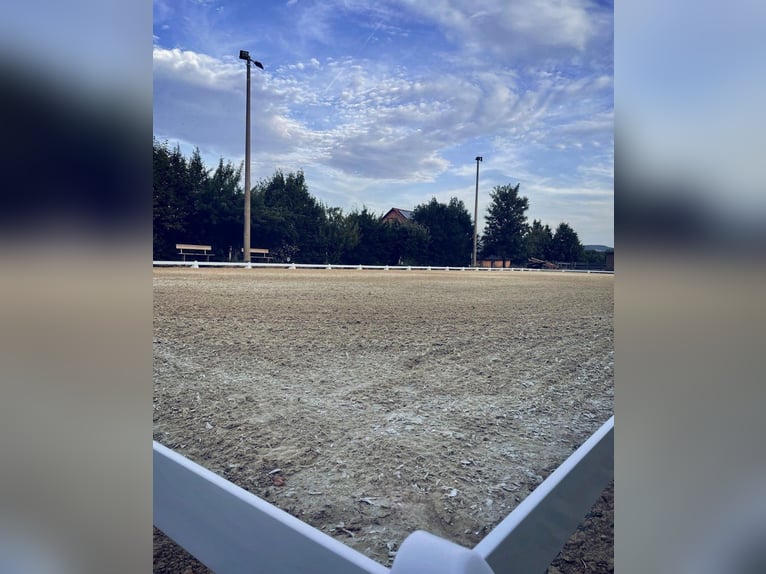 Stalltrakt oder Paddockboxen mit Freilauf für Selbstversorger auf Reitanlage 