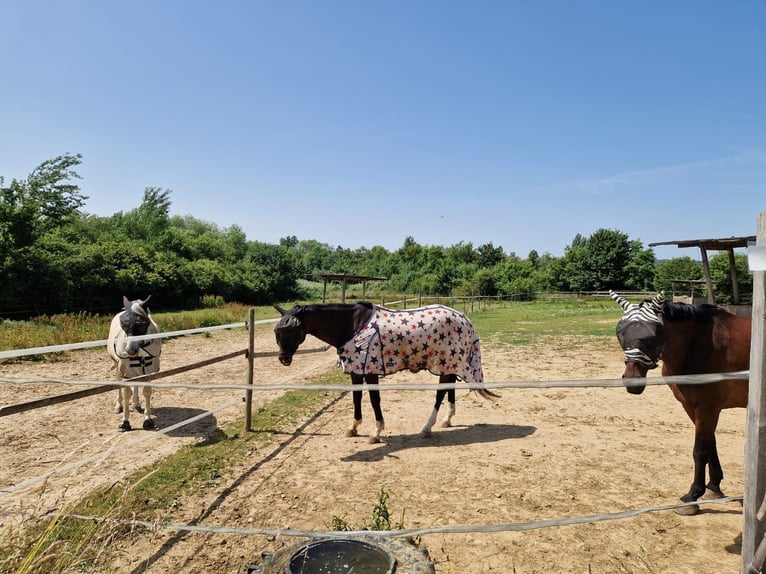 Stalltrakt oder Paddockboxen mit Freilauf für Selbstversorger auf Reitanlage 
