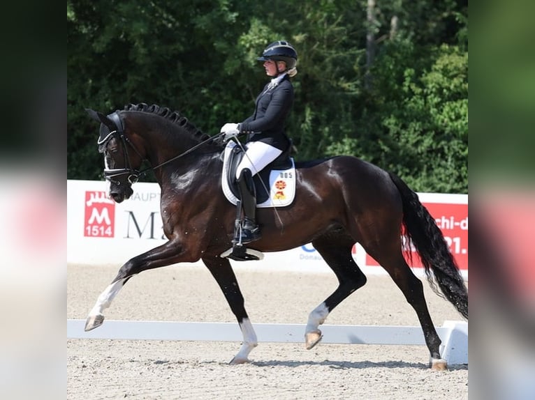 Succesvolle beroepsamazone zoekt een manege ter huur in de Rhein-Neckar regio of het Rijn-Main gebie