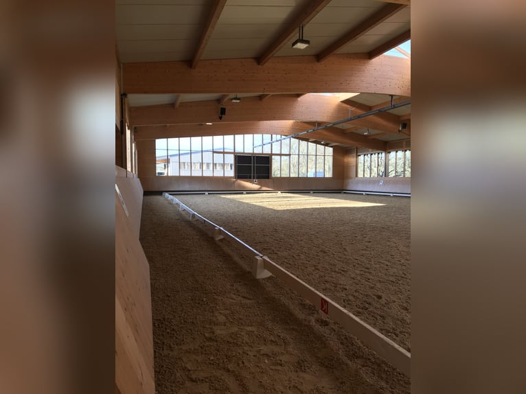 Succesvolle beroepsamazone zoekt manege ter huur