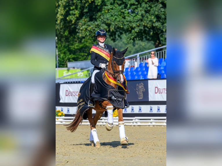Succesvolle beroepsamazone zoekt manege ter huur